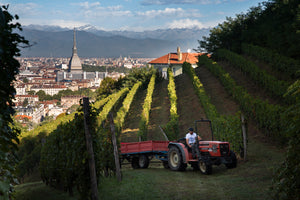 Scatola Deluxe "Vigna della Regina"